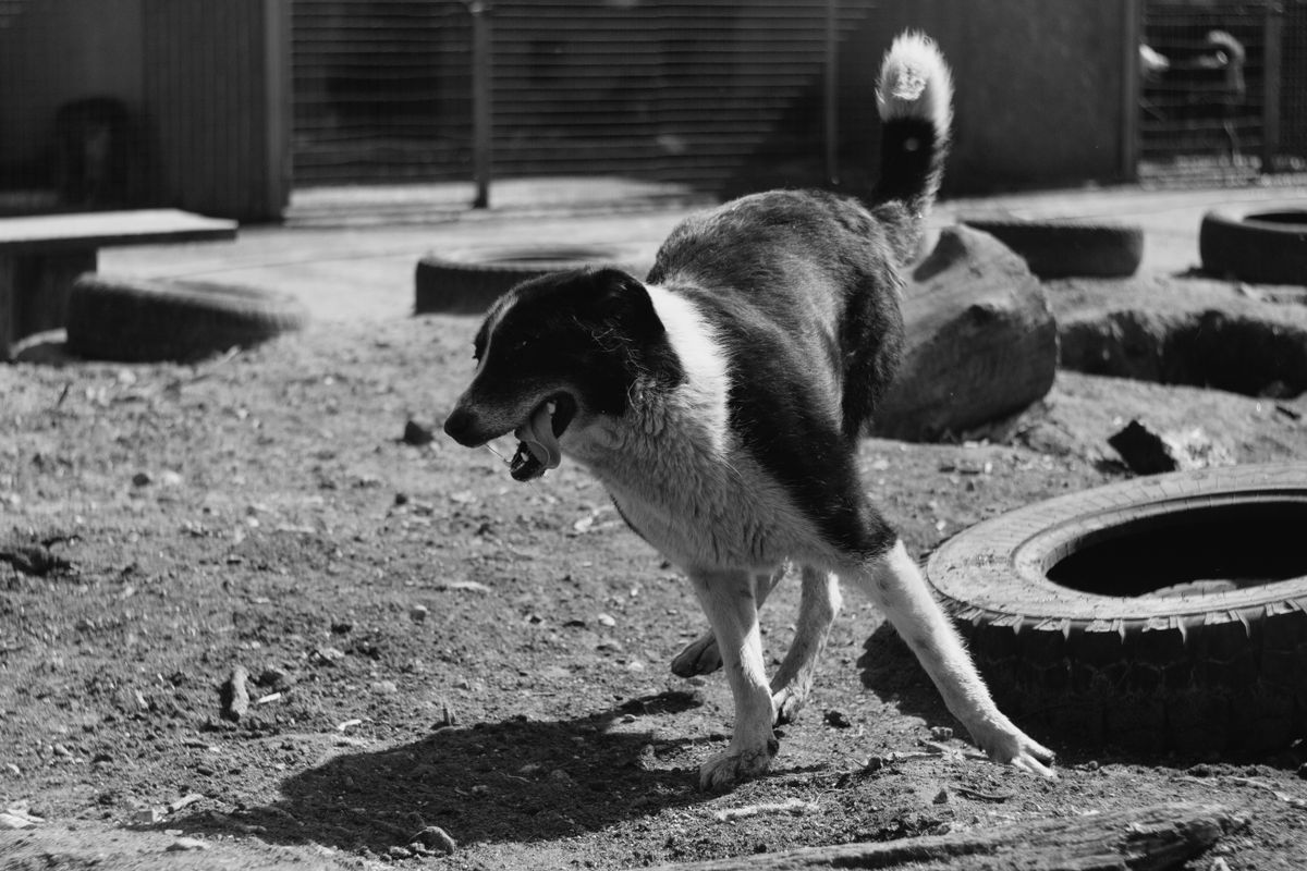 Scambio casa con animali: un cane sul divano di casa
